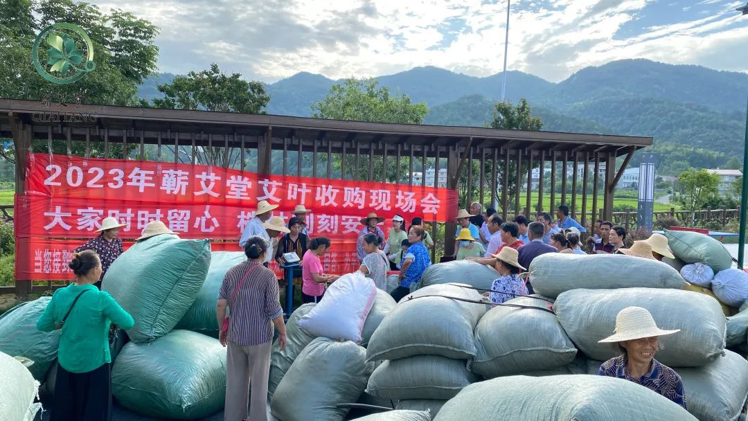 2023蘄艾收購丨蘄艾堂上門進村 ?應收盡收·片片歸倉 2023蘄艾收購丨蘄艾堂上門進村 ?應收盡收·片片歸倉