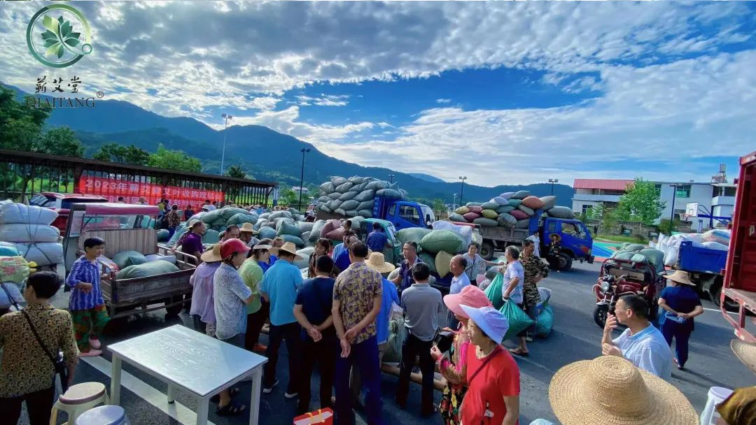 2023蘄艾收購丨蘄艾堂上門進村 ?應收盡收·片片歸倉 2023蘄艾收購丨蘄艾堂上門進村 ?應收盡收·片片歸倉