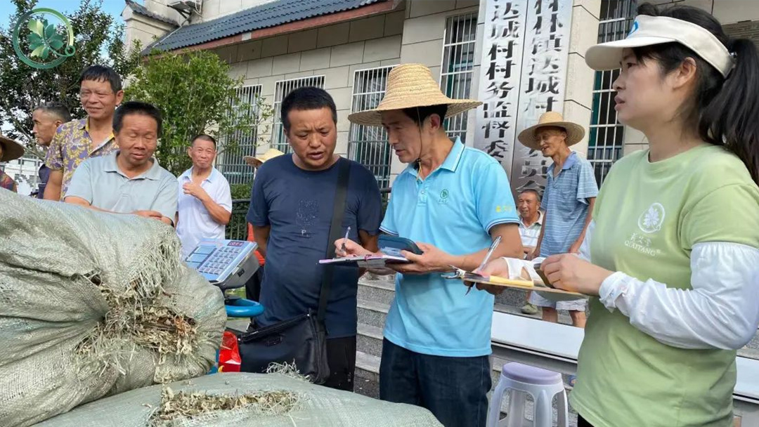 2023蘄艾收購丨蘄艾堂上門進村 ?應收盡收·片片歸倉 2023蘄艾收購丨蘄艾堂上門進村 ?應收盡收·片片歸倉