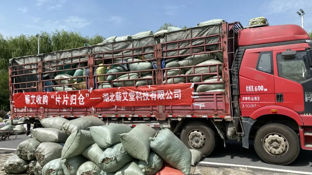 2023蘄艾收購丨蘄艾堂上門進村 ?應收盡收·片片歸倉 2023蘄艾收購丨蘄艾堂上門進村 ?應收盡收·片片歸倉