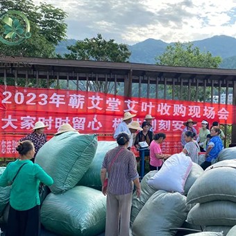 2023蘄艾收購(gòu)丨蘄艾堂上門進(jìn)村 ?應(yīng)收盡收·片片歸倉(cāng)