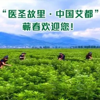 世界艾草，蘄艾最好！有科學(xué)，有依據(jù)